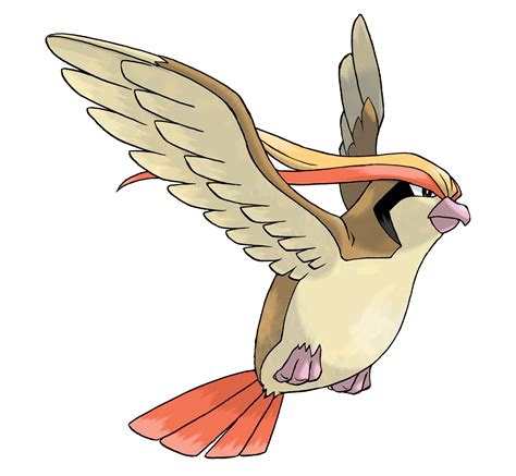 Pidgeot .